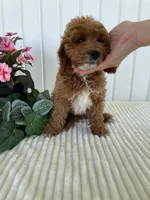 Daffodil, a female Miniature Goldendoodle for sale in Montgomery, MI – 9 of 10