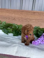 Miss Lilac, a female Cavapoo and Poodle - Miniature  for sale in Montgomery, MI – 9 of 10