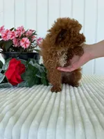 Ribbon, a female Miniature Goldendoodle for sale in Montgomery, MI – 2 of 9