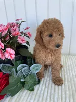 Columbus , a male Miniature Goldendoodle for sale in Montgomery, MI – 8 of 8