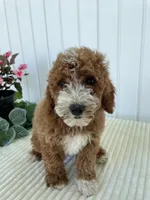 Rose, a female Miniature Goldendoodle for sale in Montgomery, MI – 2 of 10
