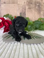 Miss Waxwing, a female Miniature Goldendoodle for sale in Montgomery, MI – 7 of 9