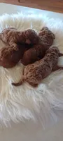 Male Mini Goldendoodle #2, a male Miniature Goldendoodle for sale in Montgomery, MI – 4 of 5