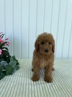 May, a female Miniature Goldendoodle for sale in Montgomery, MI – 3 of 9