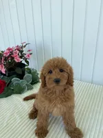 May, a female Miniature Goldendoodle for sale in Montgomery, MI – 4 of 9