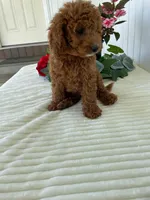 Century , a male Miniature Goldendoodle for sale in Montgomery, MI – 4 of 9