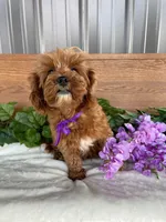 Miss Polly, a female Cavapoo and Poodle - Miniature  for sale in Montgomery, MI – 7 of 8