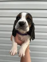 boy 7, a male Basset Hound for sale in Lakeland, FL – Photo 1 of 2