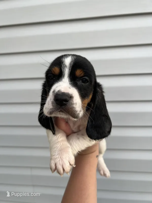 boy 5, a male Basset Hound for sale in Lakeland, FL – Photo 1 of 2