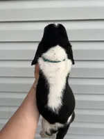 boy 5, a male Basset Hound for sale in Lakeland, FL – Photo 2 of 2