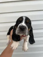 boy 3 , a male Basset Hound for sale in Lakeland, FL – Photo 1 of 2