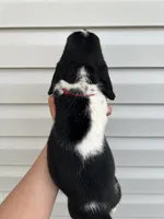 boy 3 , a male Basset Hound for sale in Lakeland, FL – Photo 2 of 2