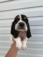 boy 1, a male Basset Hound for sale in Lakeland, FL – Photo 1 of 2