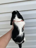 boy 1, a male Basset Hound for sale in Lakeland, FL – Photo 2 of 2