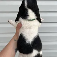 boy 4, a male Basset Hound for sale in Lakeland, FL – Photo 2 of 2