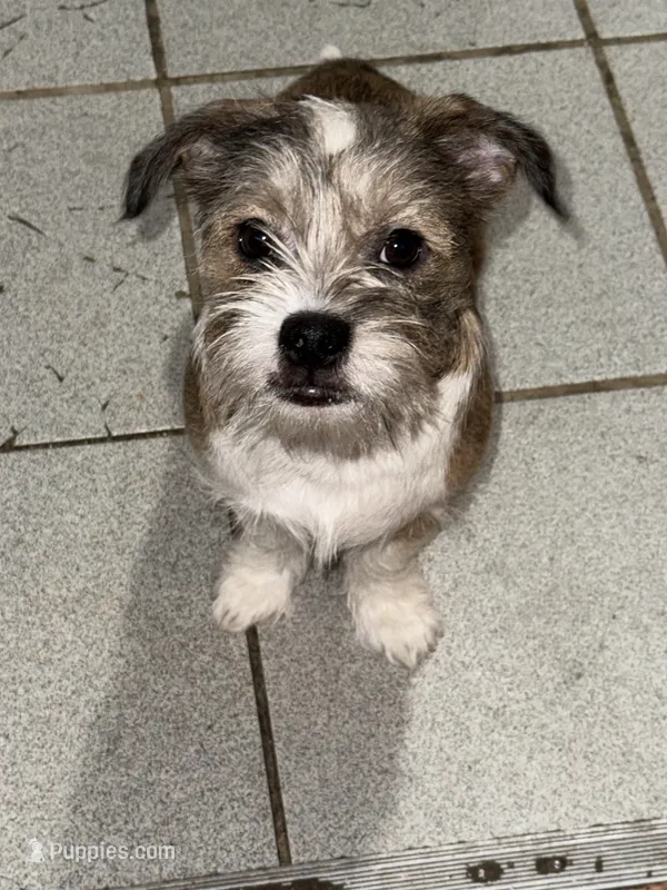 Diamond , a male Miniature Schnauzer and Pug for sale in Brockton, MA – Photo 1 of 3