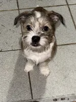 Diamond , a male Miniature Schnauzer and Pug for sale in Brockton, MA – Photo 1 of 3