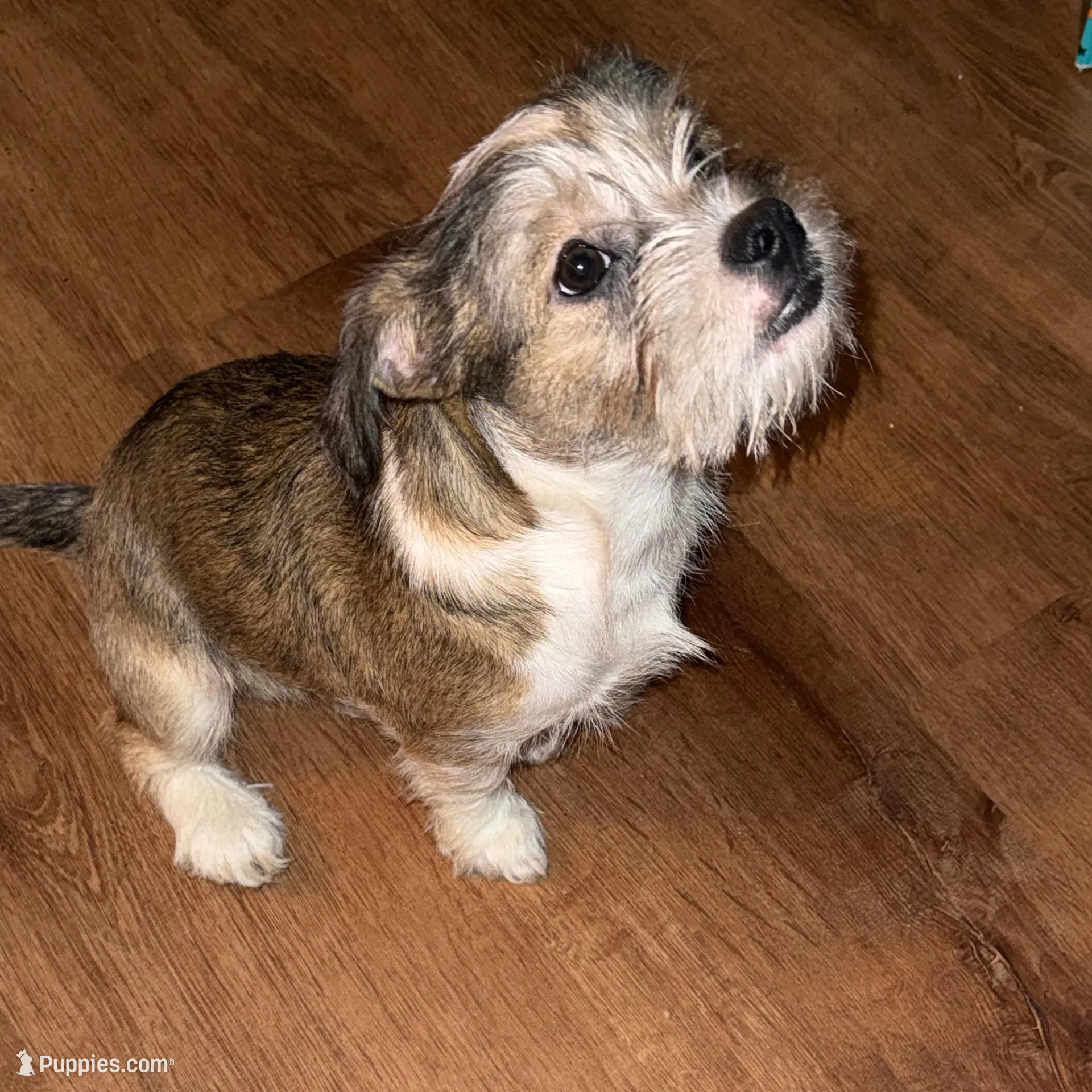 Diamond , a male Miniature Schnauzer and Pug for sale in Brockton, MA – Photo 2 of 3