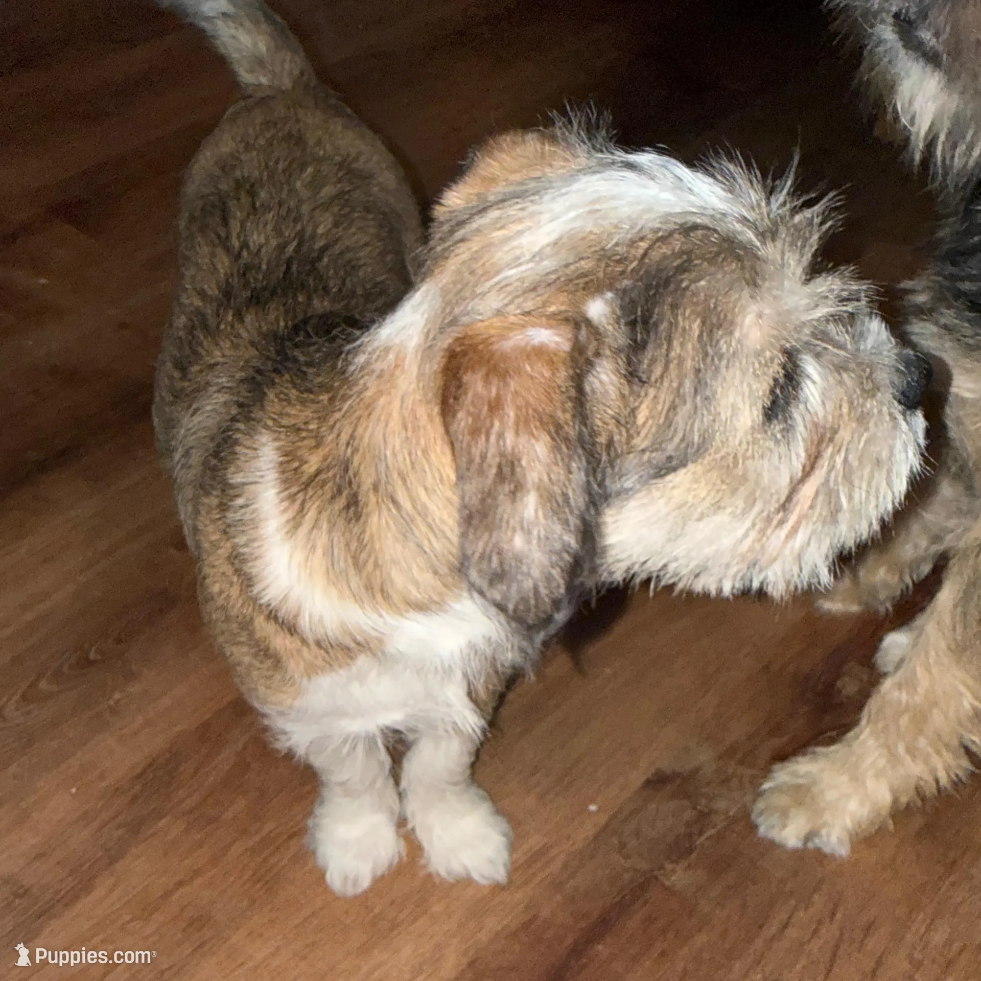 Diamond , a male Miniature Schnauzer and Pug for sale in Brockton, MA – Photo 3 of 3