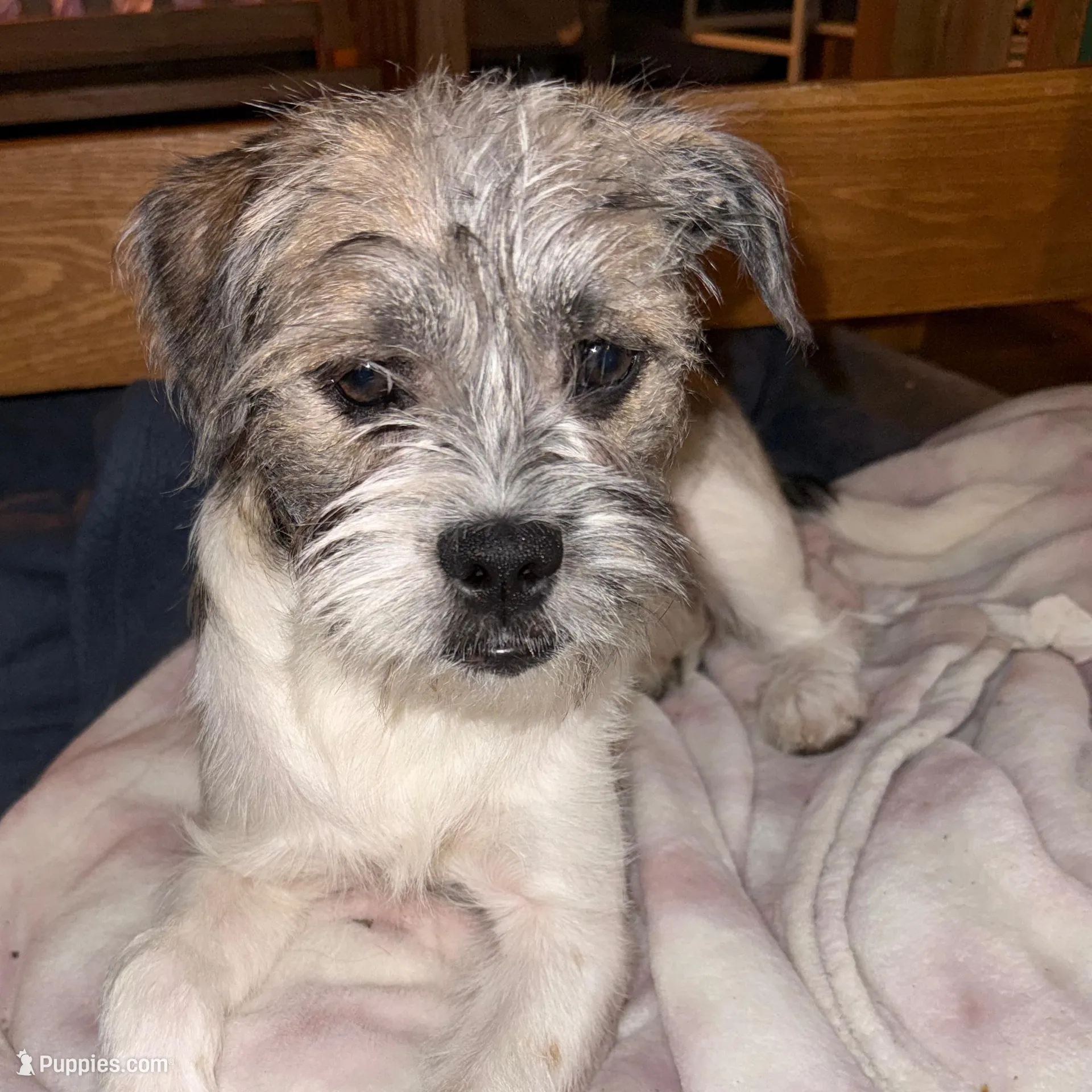 Lulu , a female Miniature Schnauzer and Pug for sale in Brockton, MA – Photo 3 of 3