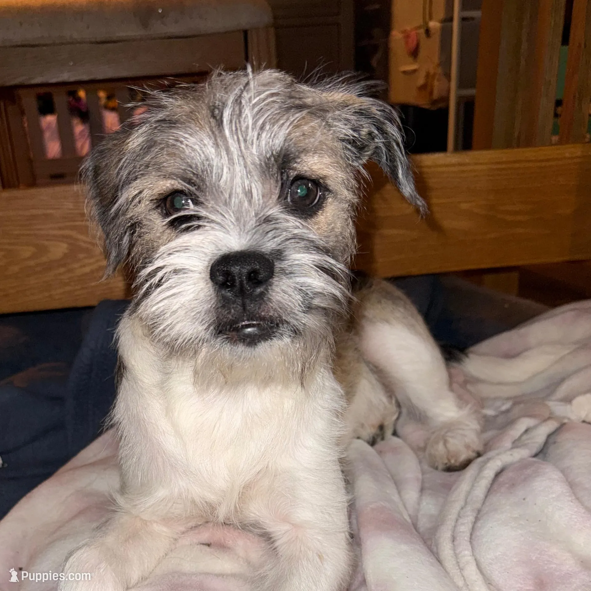Lulu , a female Miniature Schnauzer and Pug for sale in Brockton, MA – Photo 2 of 3