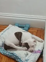 King, a male American Pit Bull Terrier for sale in Buffalo, NY – 6 of 6