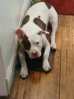 King, a male American Pit Bull Terrier for sale in Buffalo, NY – 3 of 6