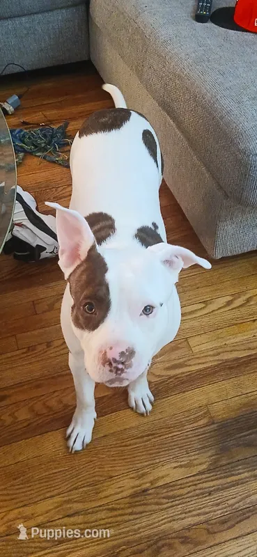 King – American Pit Bull Terrier puppy for sale in Buffalo, NY