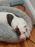 King, a male American Pit Bull Terrier for sale in Buffalo, NY – 5 of 6