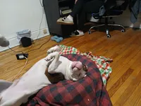 King, a male American Pit Bull Terrier for sale in Buffalo, NY – 4 of 6