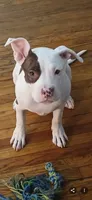King, a male American Pit Bull Terrier for sale in Buffalo, NY – 2 of 6