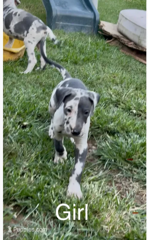 Harley – Great Dane puppy for sale in Goodlettsville, TN