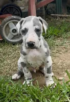 Jessie, a male Great Dane for sale in Goodlettsville, TN – 3 of 10