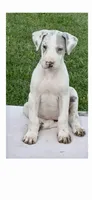 Josie, a female Great Dane for sale in Goodlettsville, TN – 5 of 9