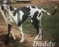 Jessie, a male Great Dane for sale in Goodlettsville, TN – 9 of 10