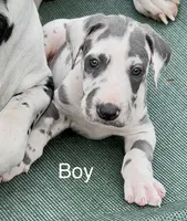 Jessie, a male Great Dane for sale in Goodlettsville, TN – 5 of 10