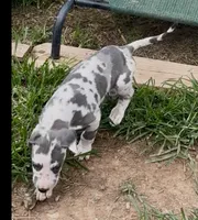 Jessie, a male Great Dane for sale in Goodlettsville, TN – 4 of 10
