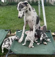 Jessie, a male Great Dane for sale in Goodlettsville, TN – 10 of 10