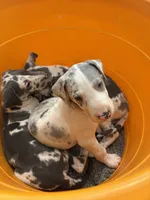 Josie, a female Great Dane for sale in Goodlettsville, TN – 8 of 9