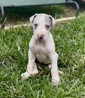 Josie, a female Great Dane for sale in Goodlettsville, TN – 3 of 9