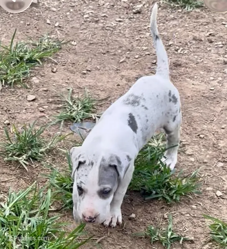 Josie – Great Dane puppy for sale in Goodlettsville, TN