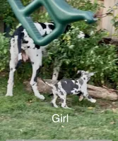 Harley, a female Great Dane for sale in Goodlettsville, TN – 4 of 5