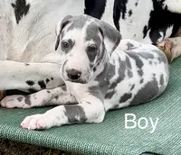 Jessie, a male Great Dane for sale in Goodlettsville, TN – 6 of 10