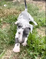 Harley, a female Great Dane for sale in Goodlettsville, TN – 2 of 5