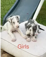 Josie, a female Great Dane for sale in Goodlettsville, TN – 6 of 9