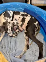 Jessie, a male Great Dane for sale in Goodlettsville, TN – 8 of 10