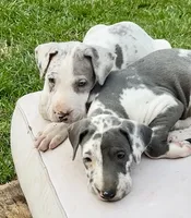 Josie, a female Great Dane for sale in Goodlettsville, TN – 4 of 9