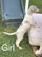 Josie, a female Great Dane for sale in Goodlettsville, TN – 2 of 9