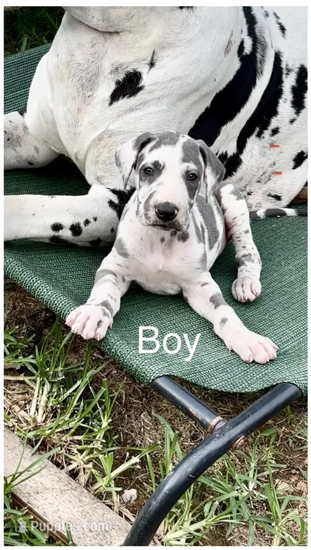 Jessie – Great Dane puppy for sale in Goodlettsville, TN