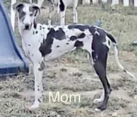 Jessie, a male Great Dane for sale in Goodlettsville, TN – 7 of 10